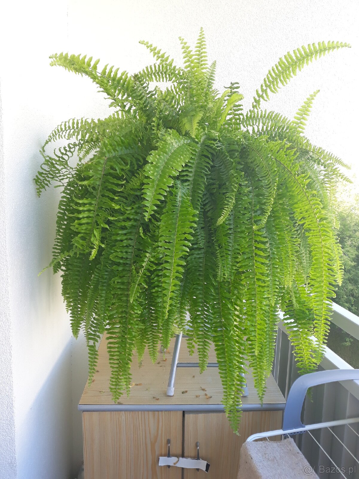 SPRZEDAM PAPROTKE - 3