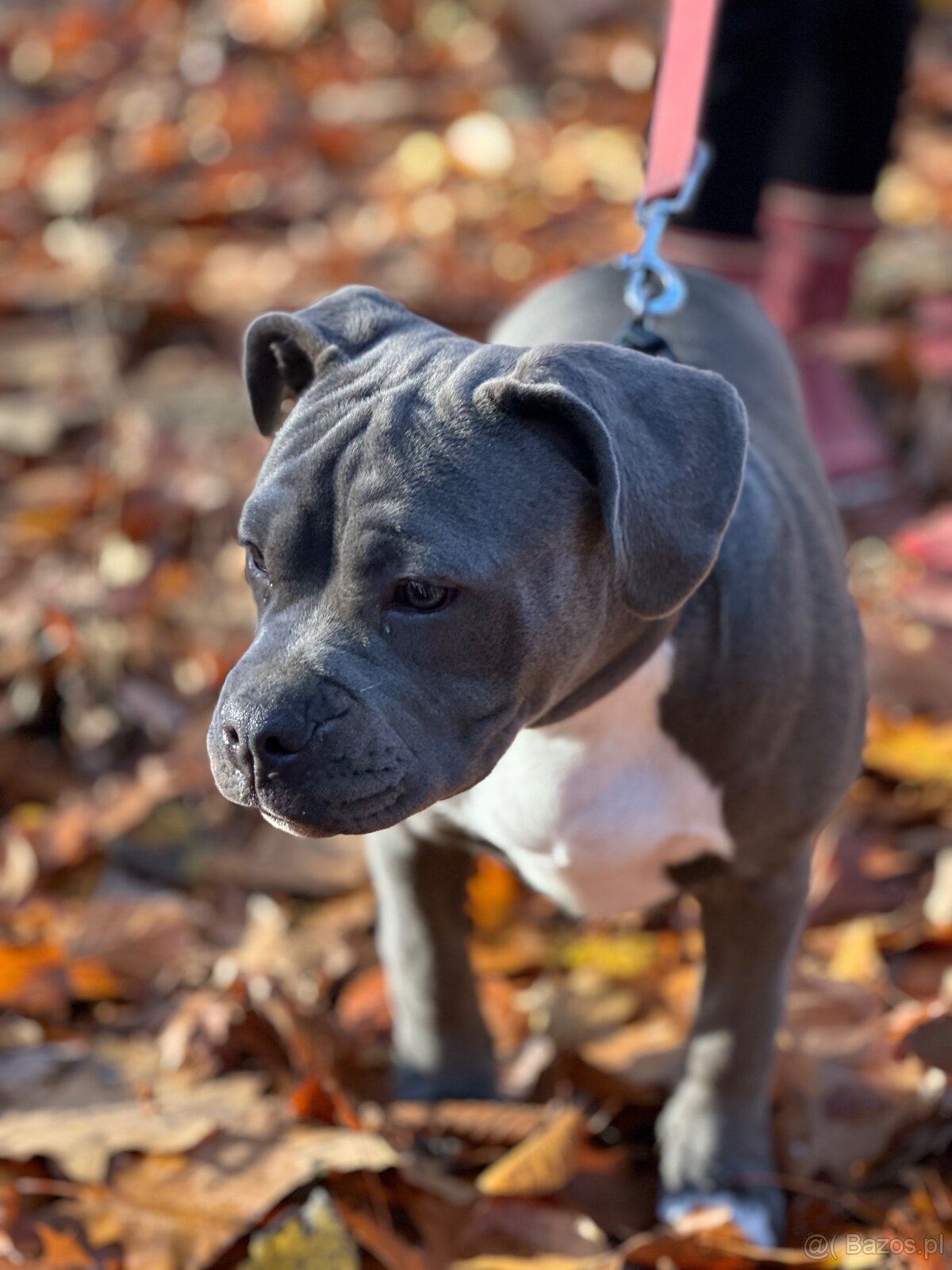 American bully blue - 3