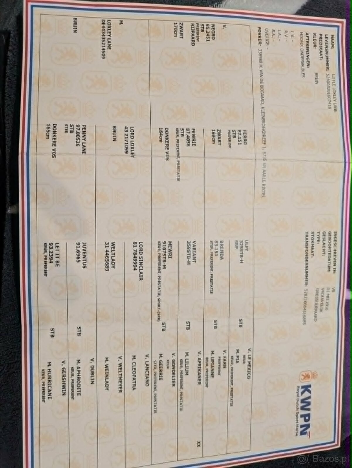 KWPN - 9-letnia klacz - 3