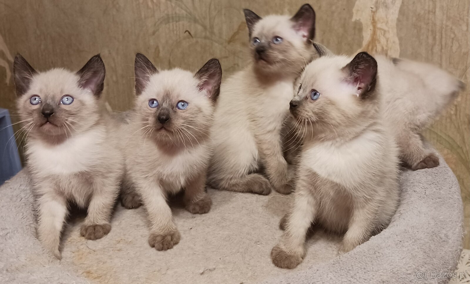 Sprzedam kocięta tonkijskie - 3