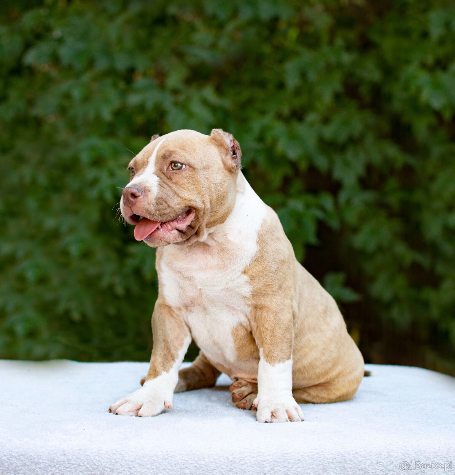 American bully - 3