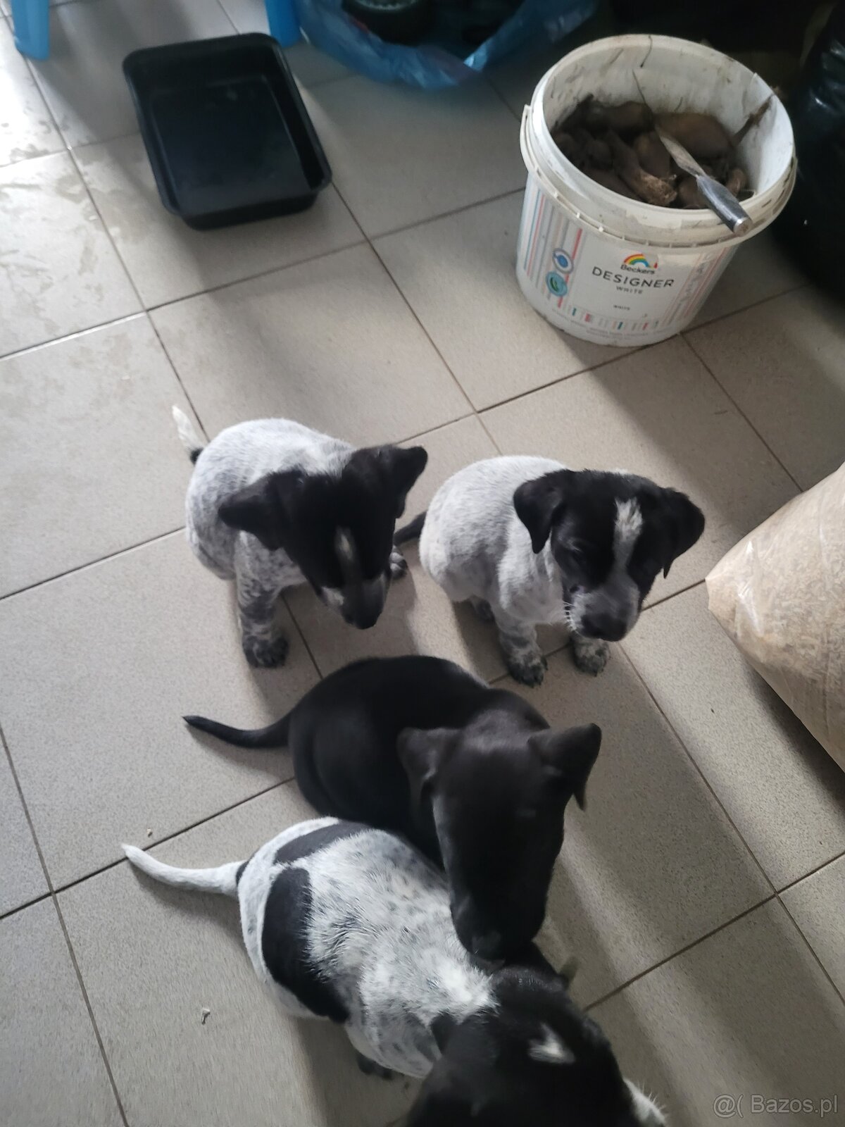 Szczeniaki wyżeł niemiecki - 3