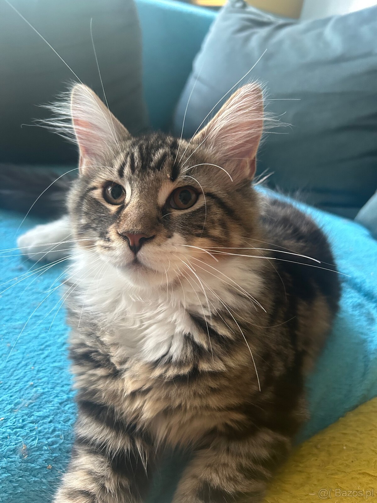 Maine Coon - 3