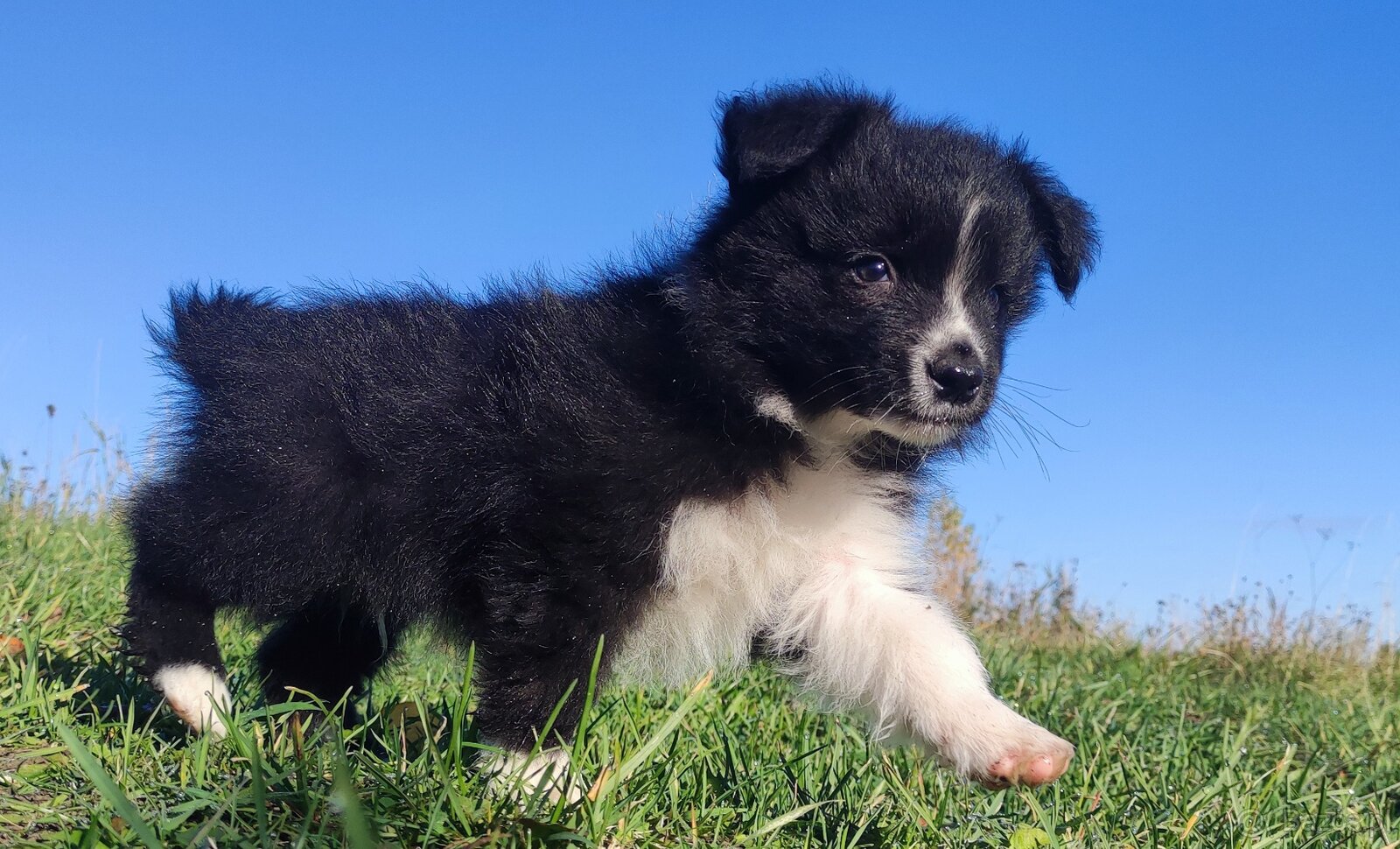Cudny Pies GROSZEK - BORDER COLLIE z pełną dok. super rodzic - 3