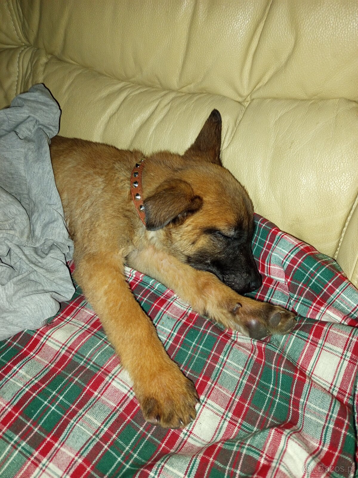 Owczarek belgijski - 3