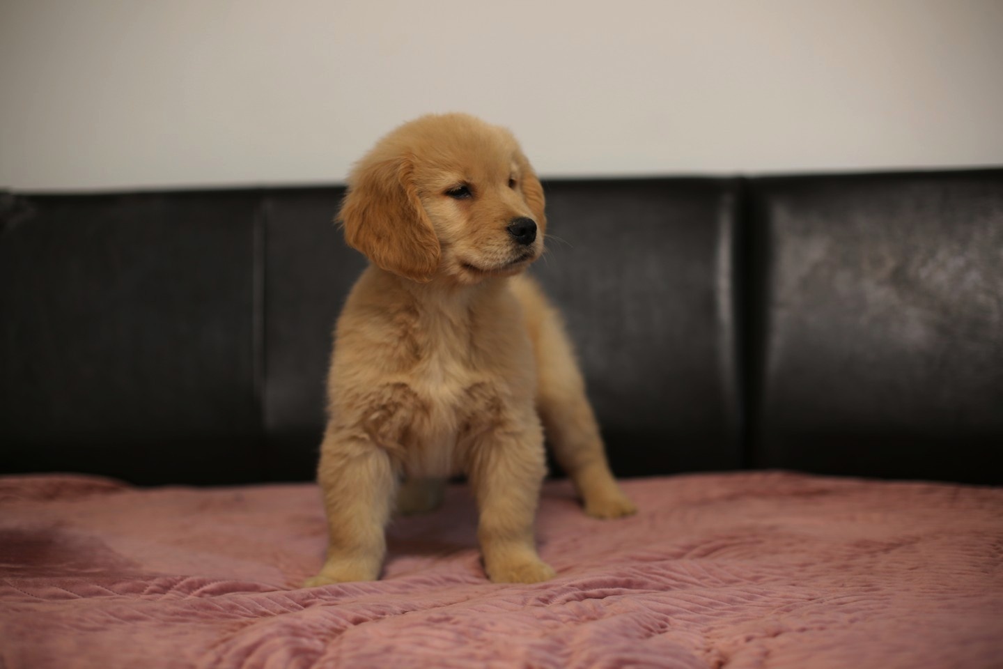 GOLDEN RETRIEVER-złote, ZKwP/FCI, typ amerykański - 3