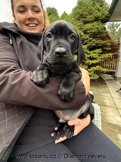 Tosa inu - wesoły szczeniak o rzadkim czarnym umaszczeniu z - 3