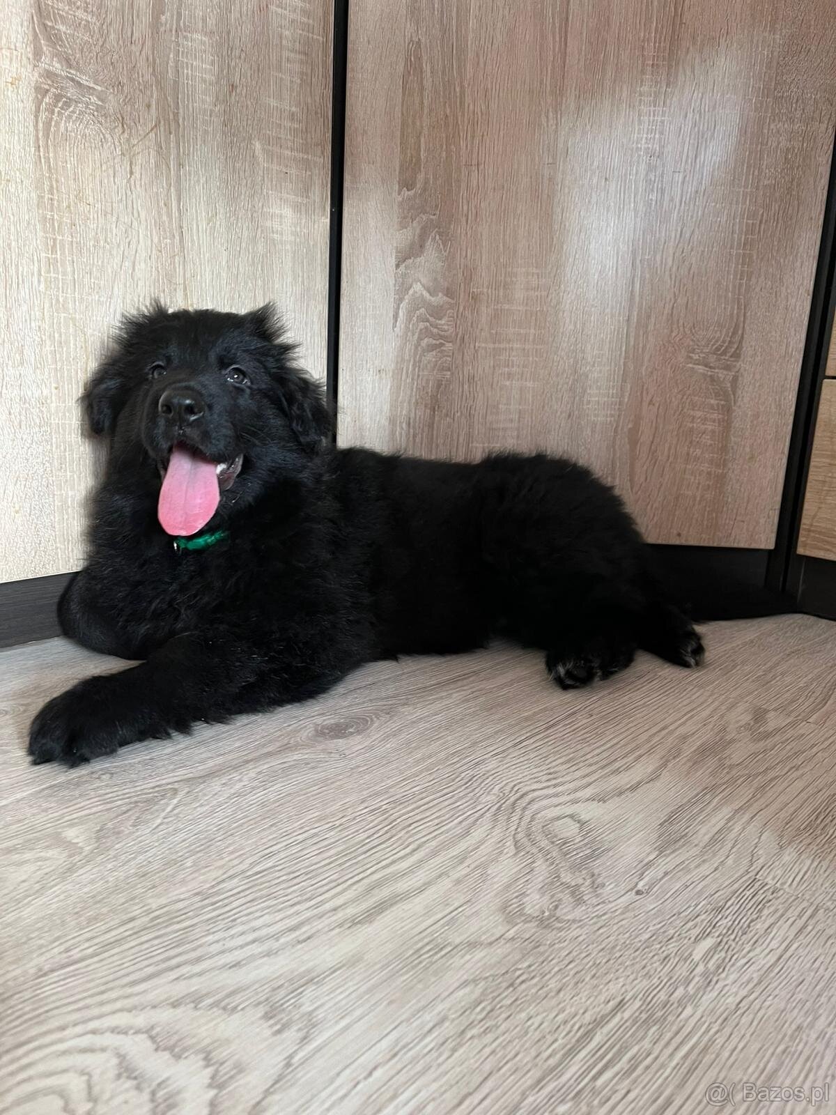 Owczarek niemiecki długowłosy czarny FCI - 3