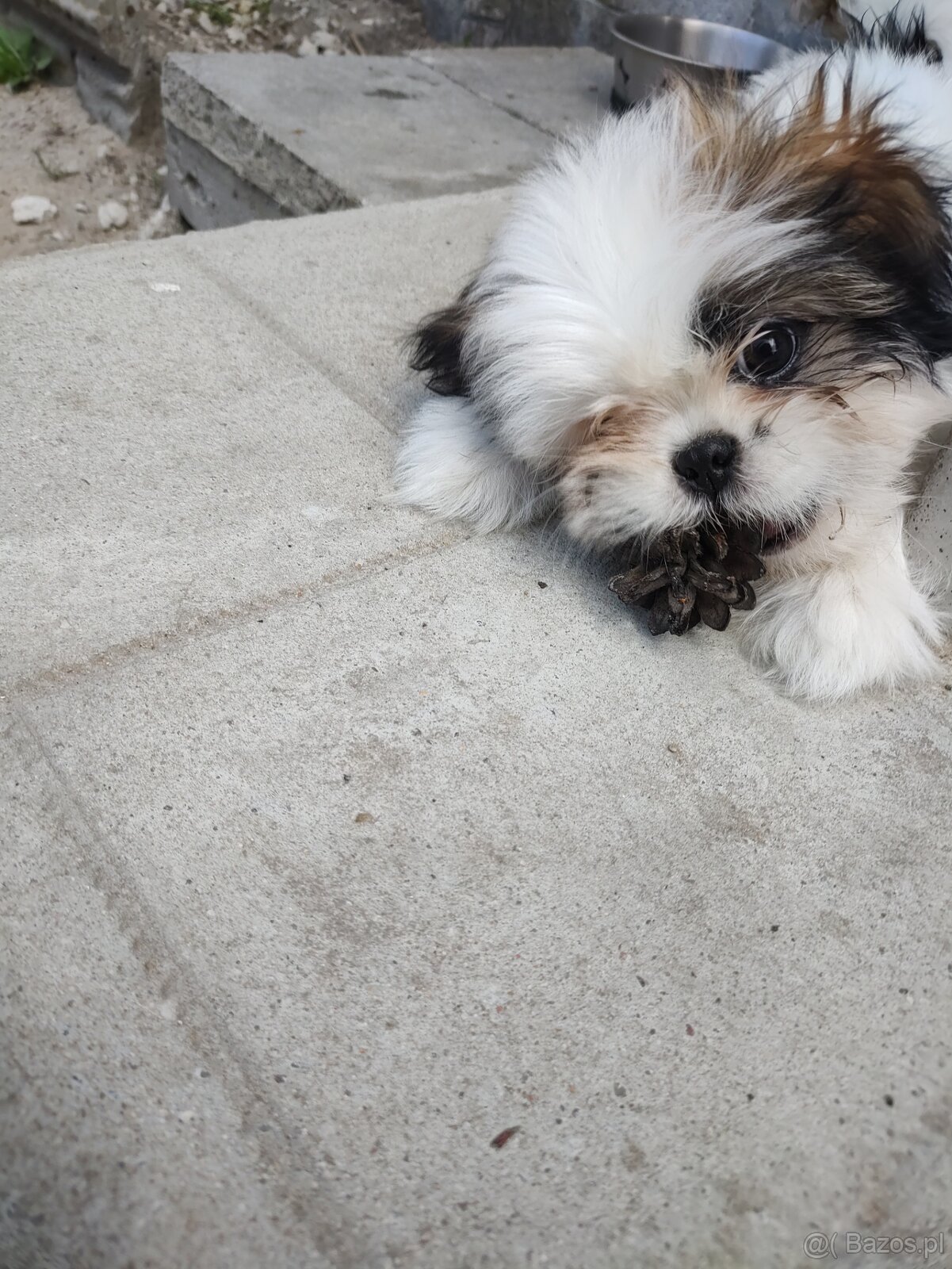 Suczka mieszanka pekińczyk -shih tzu - 3