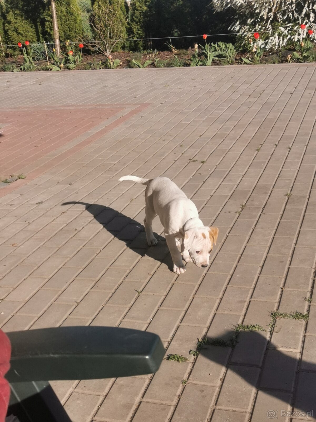 Suczka i piesek amstaff - 3