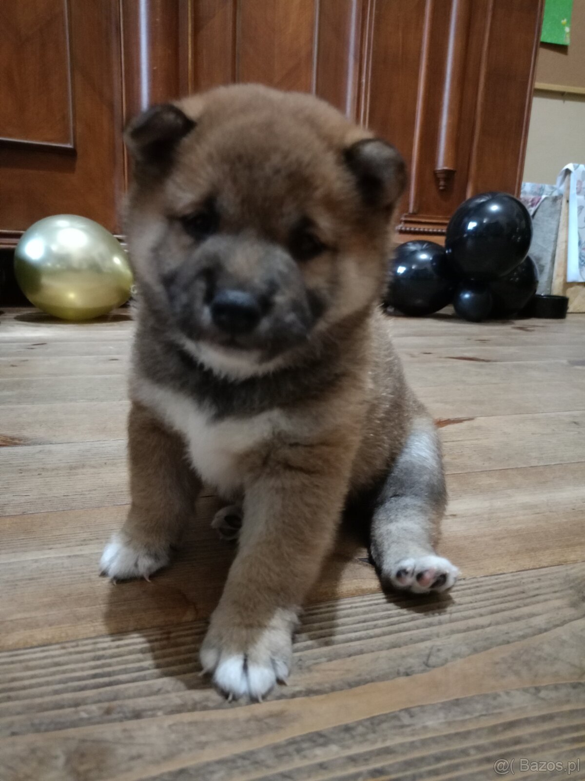 Shiba inu ZkwP FCI szczeniaczki - 3