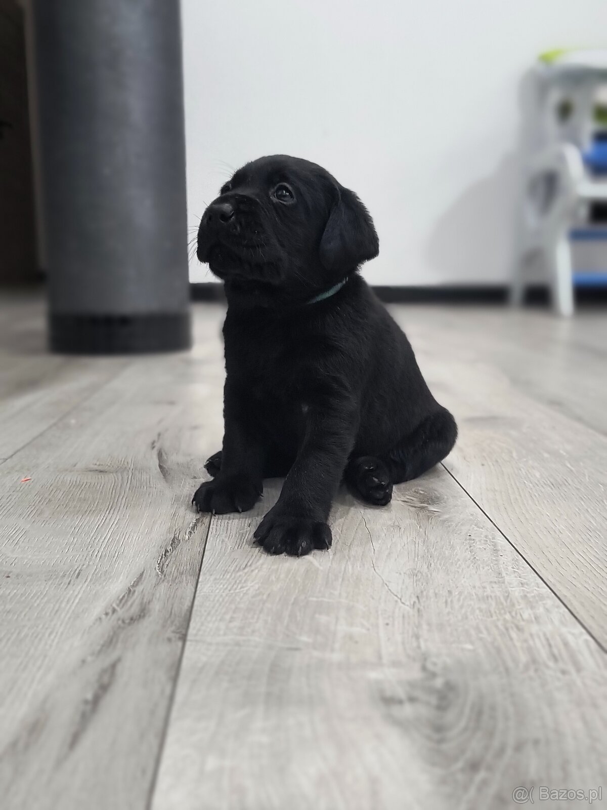 Labrador retriever - 3