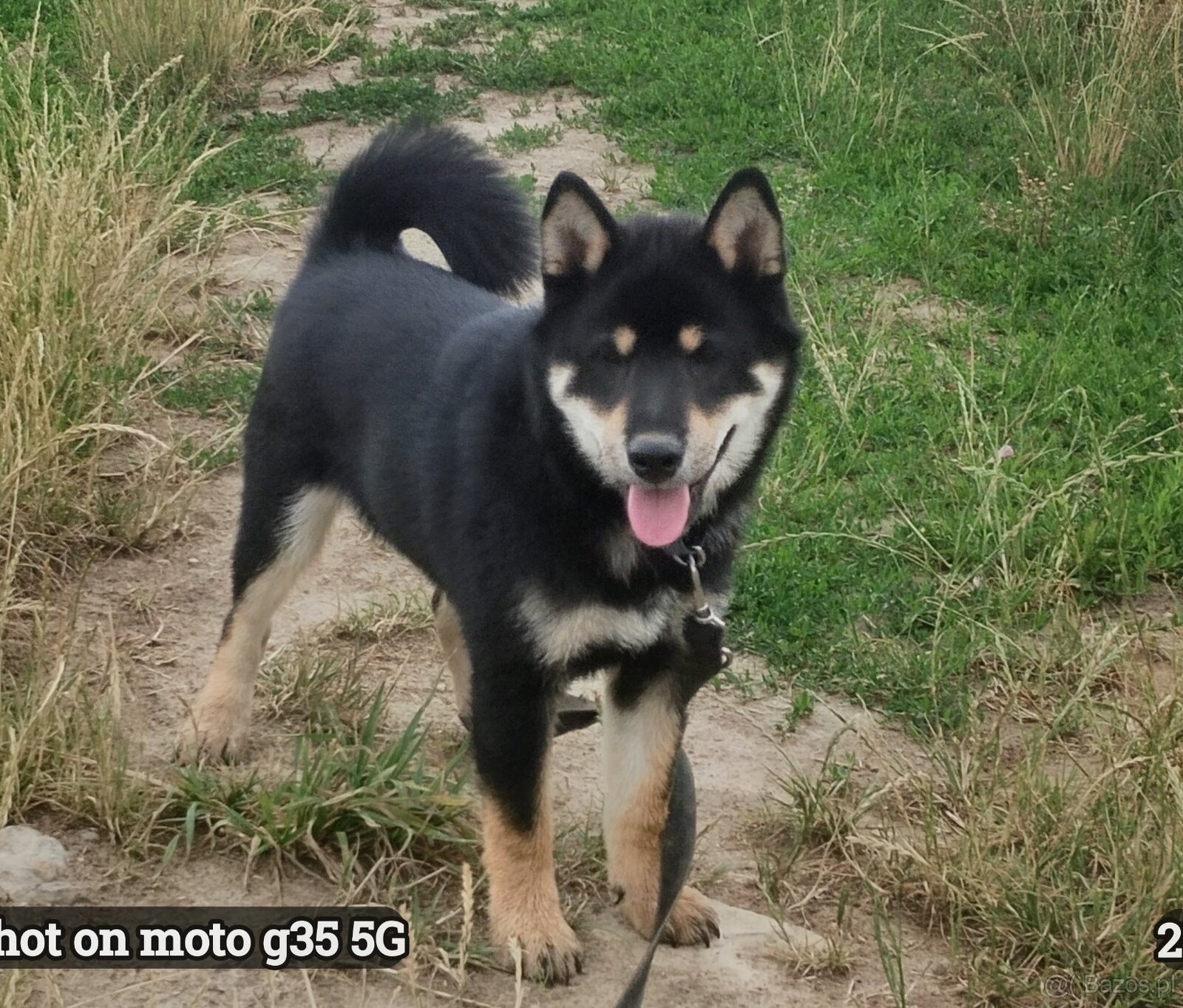 SHIBA INU czteromiesięczny szczeniaczek - 3