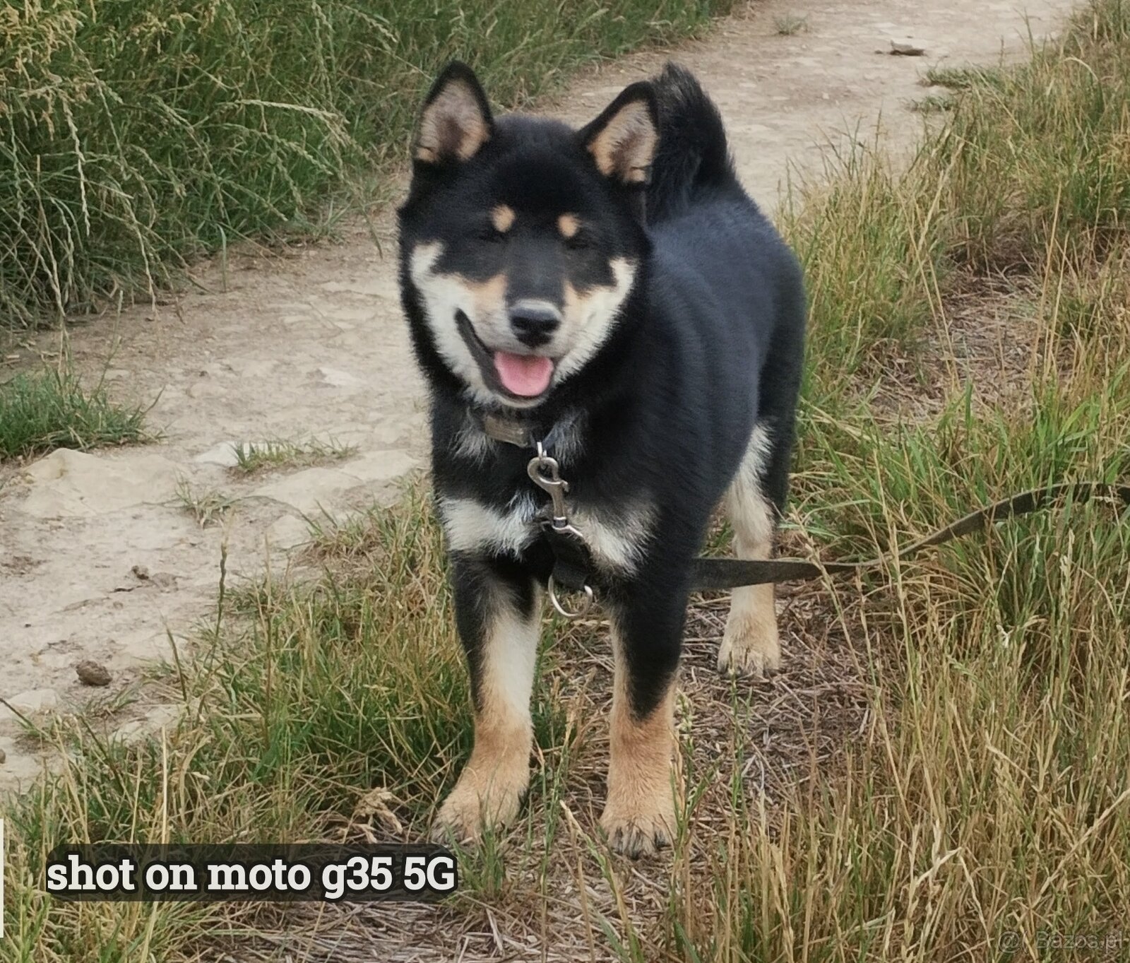 SHIBA INU czteromiesięczny szczeniaczek - 3