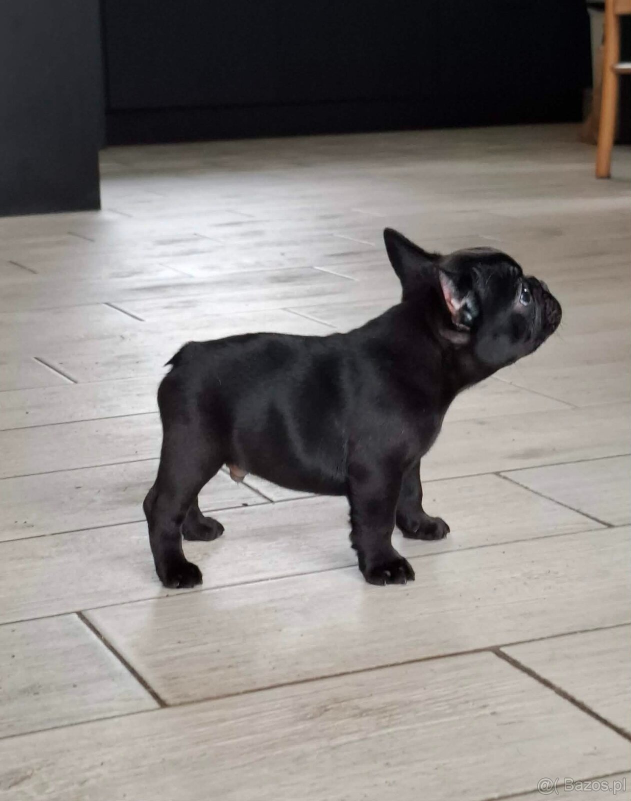 Buldog francuski chłopiec pręgowany ciemny FCI wystawowy - 3