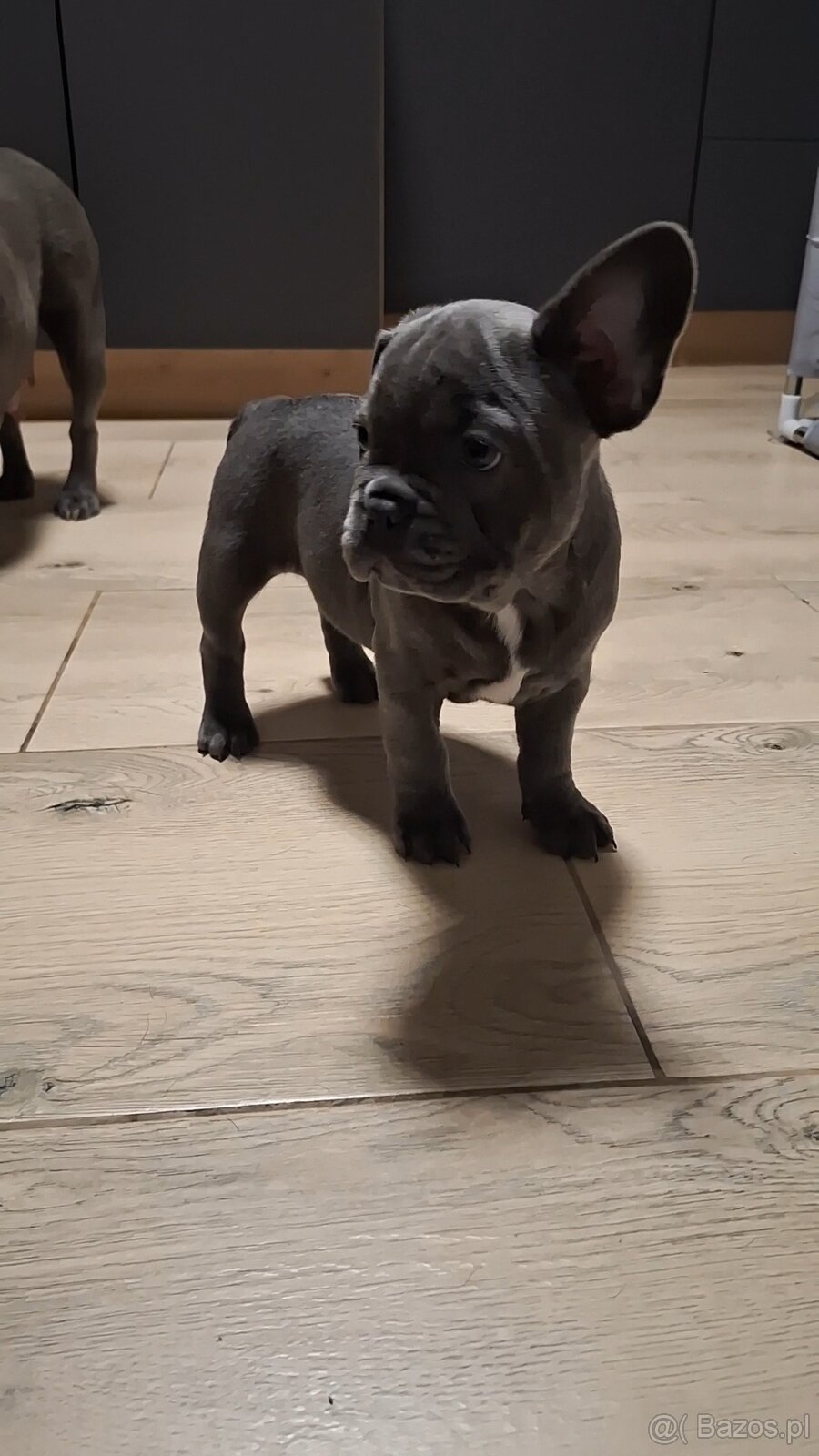 Buldog francuski szczeniaki - 3