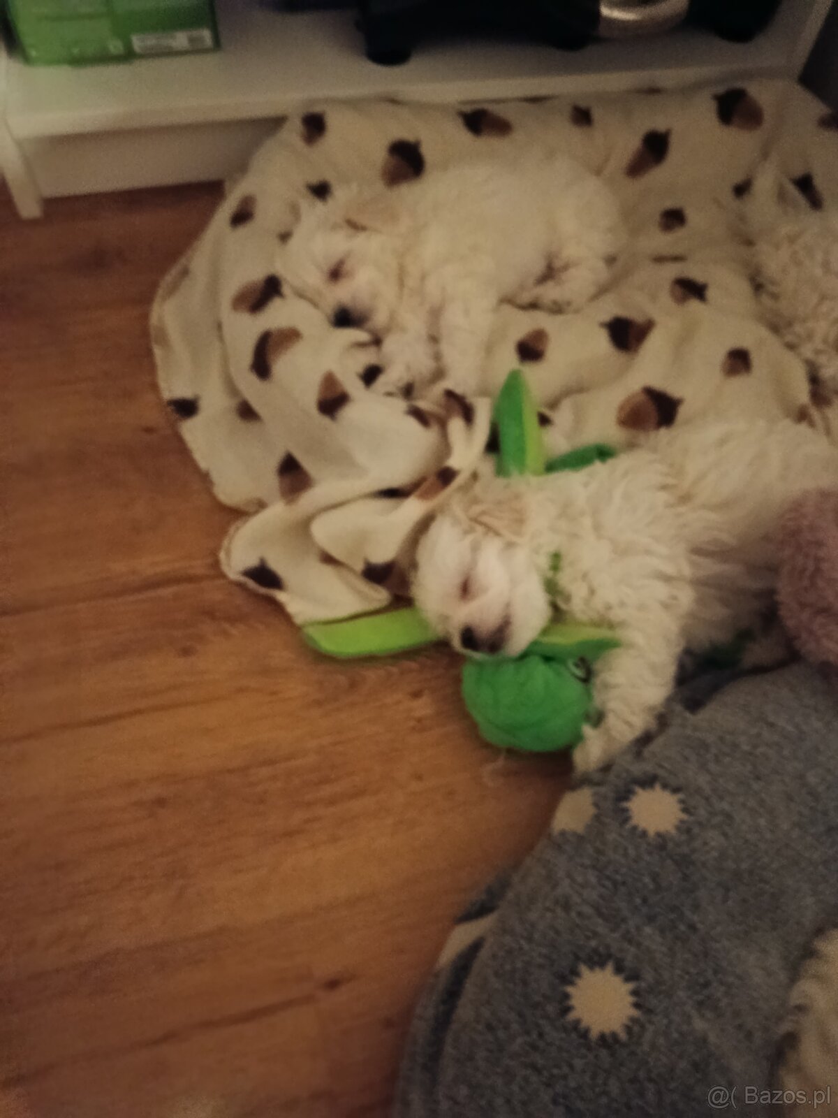 Maltańczyki szukają domków - 3