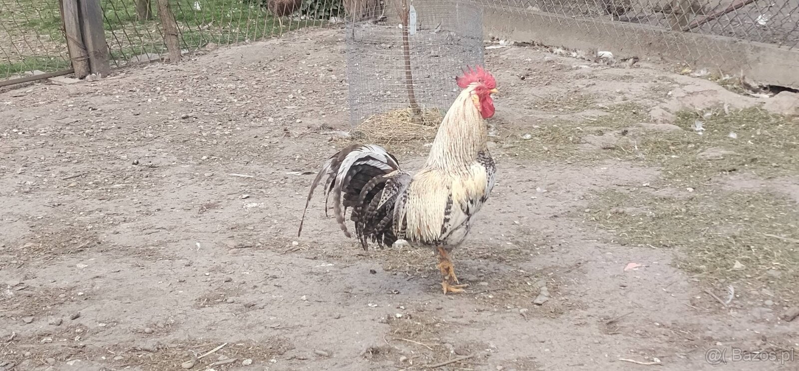 Koguty 2025 - 3
