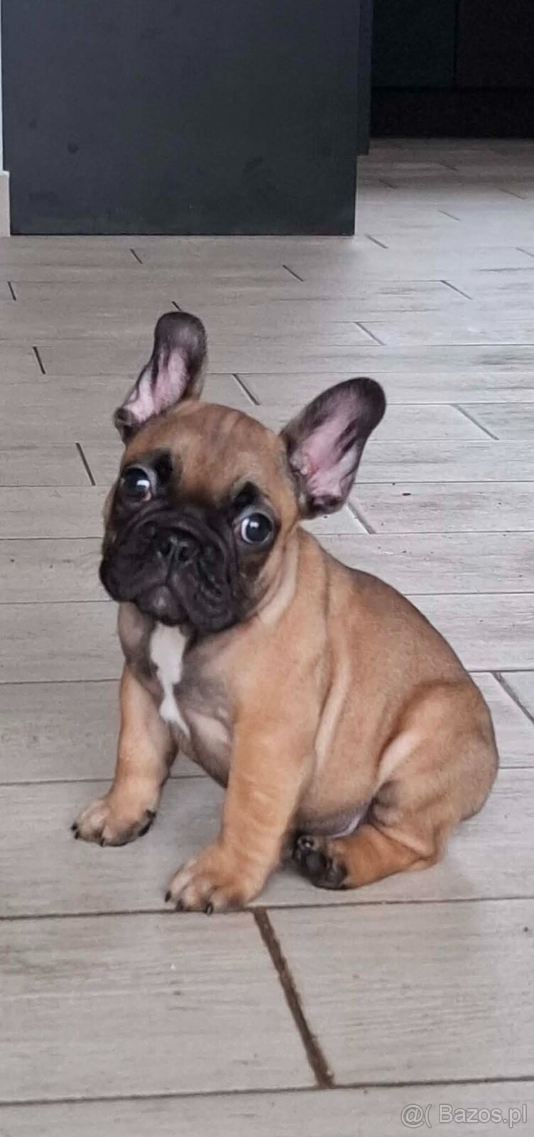 Buldog francuski Zkwp chłopiec płowy FCI samiec for show - 3