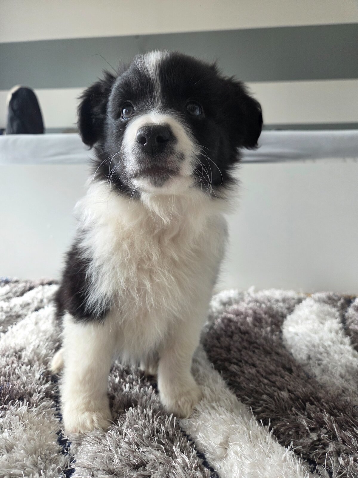 Szczeniaki Border Collie - 3