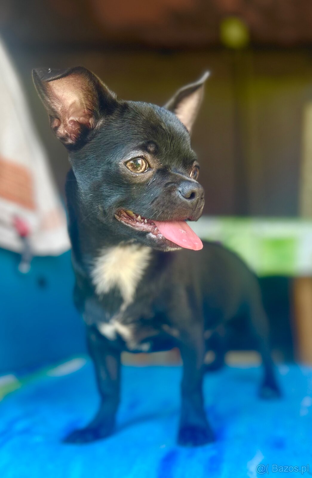 Chihuahua piesek , ZkwP - 3