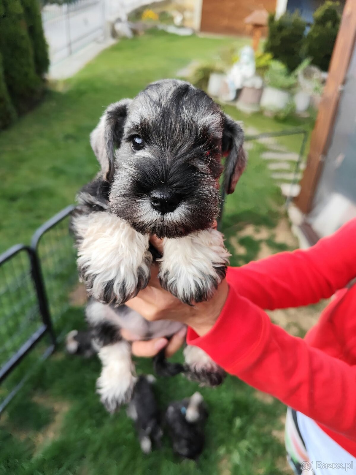 Schnauzer miniaturovy - 3