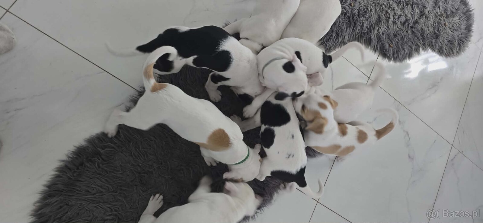 Szczeniaki amstaff - 3