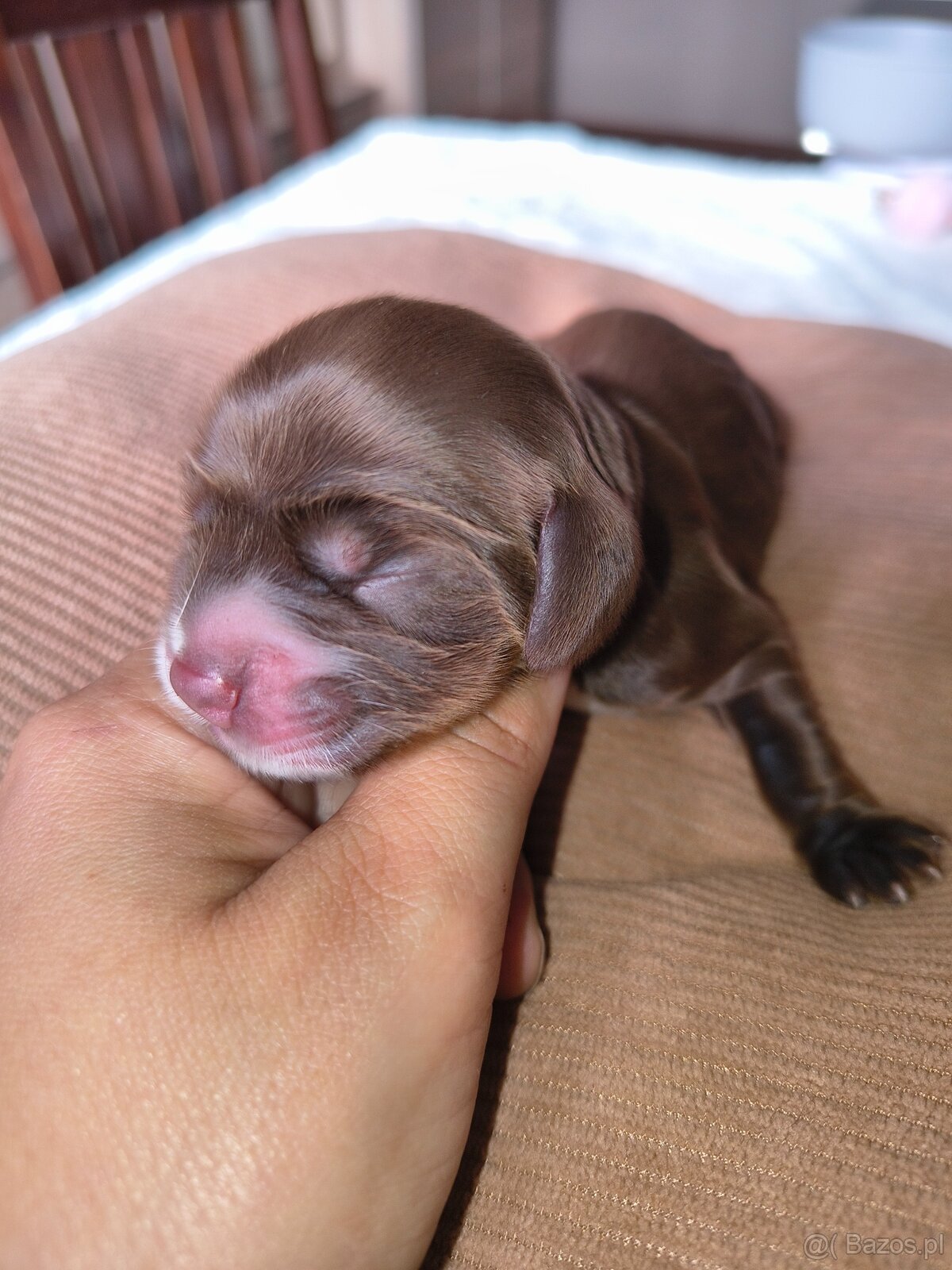 Szczeniak cocker spaniel angielski - 3