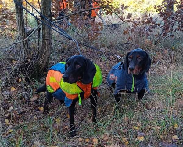 Reproduktor rasy GOŃCZY POLSKI tropiciel zaprasza suczki - 3