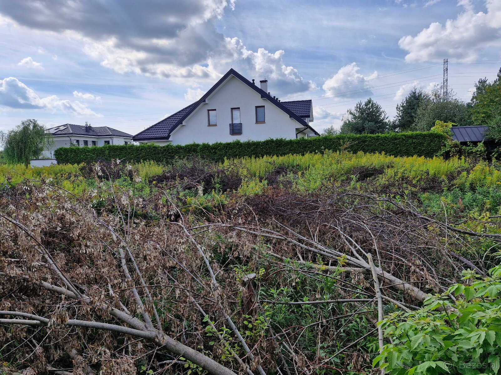 Wycięte drzewa i krzewy oddam np. na opał - 3