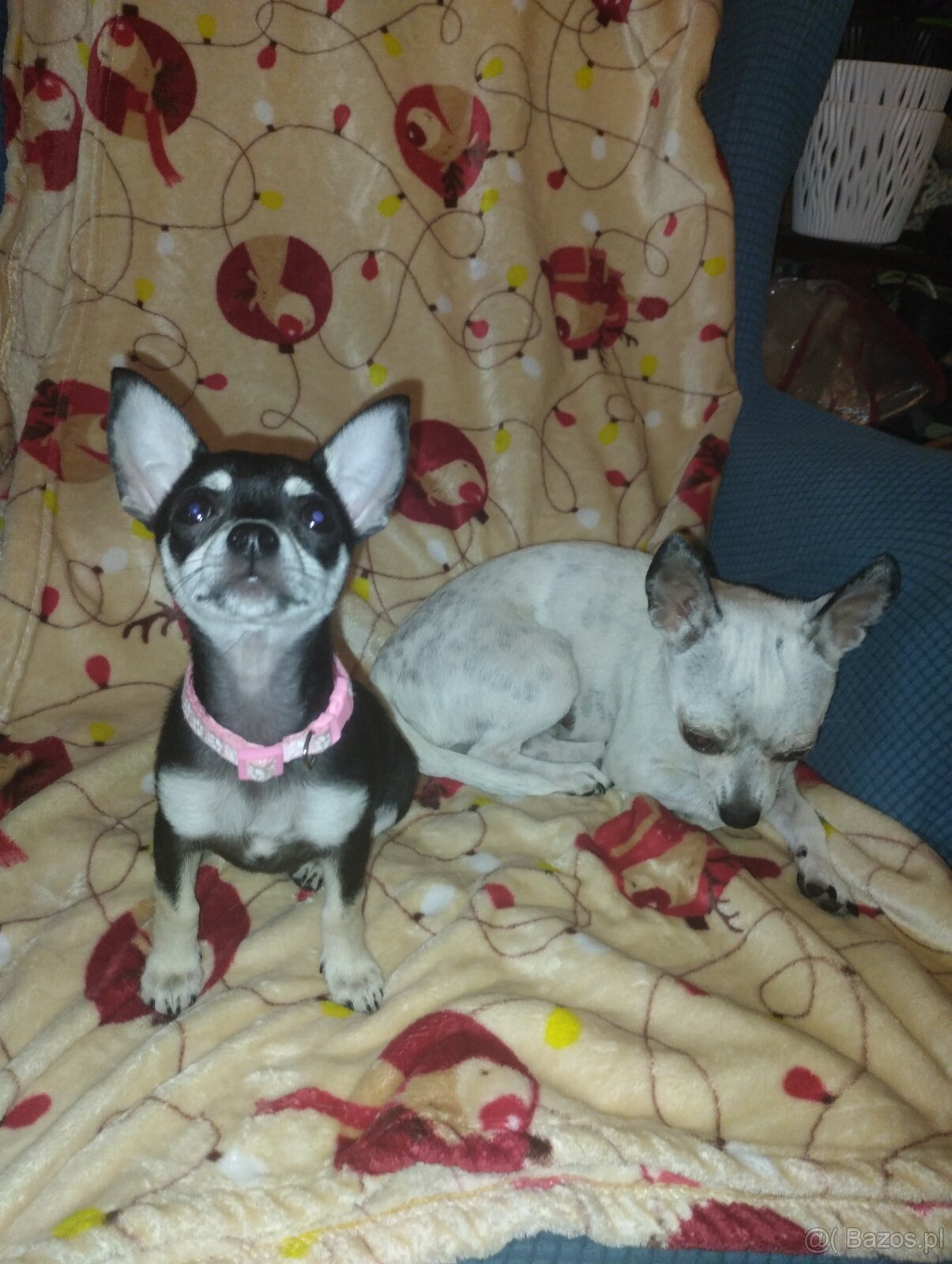 Chihuahua krótkowłosa - 3