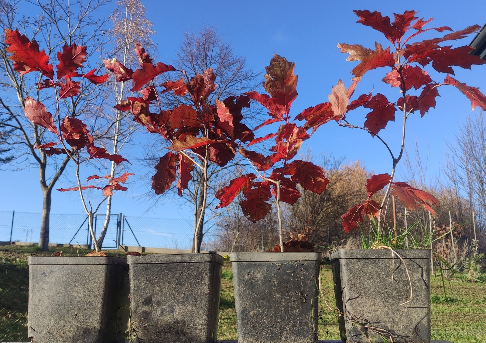 Sadzonki w doniczkach - dąb czerwony / Quercus rubra, hod. o - 3