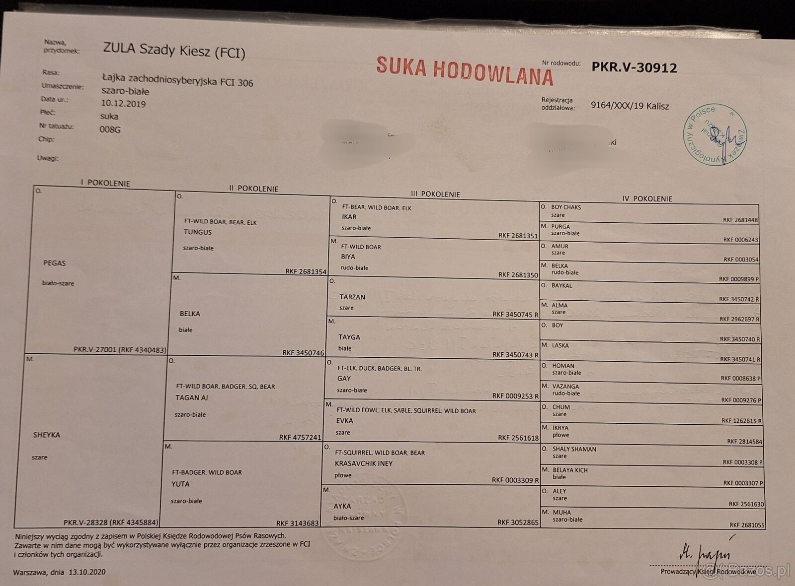 Szczeniaki Łajka zachodnio-syberyjska ZKwP FCI - 3