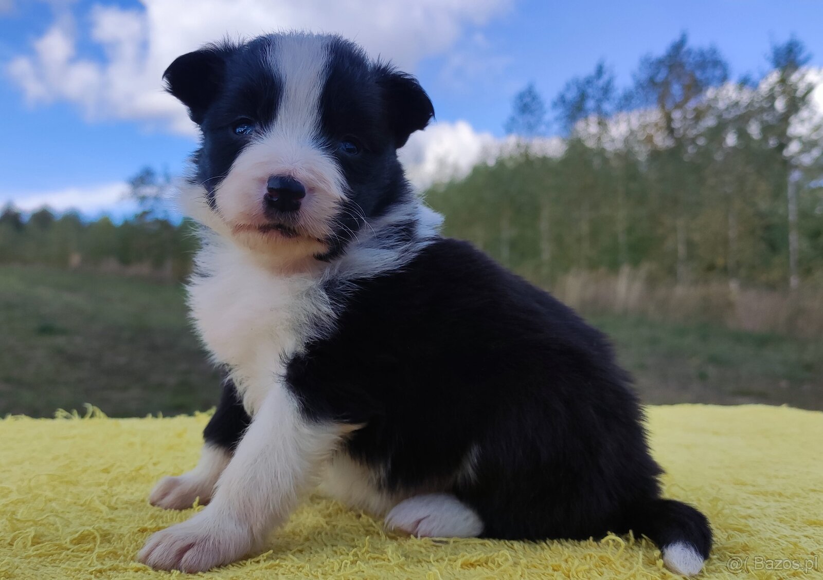 Piękna suczka HELGA - BORDER COLLIE z pełną dok. super rodzi - 3