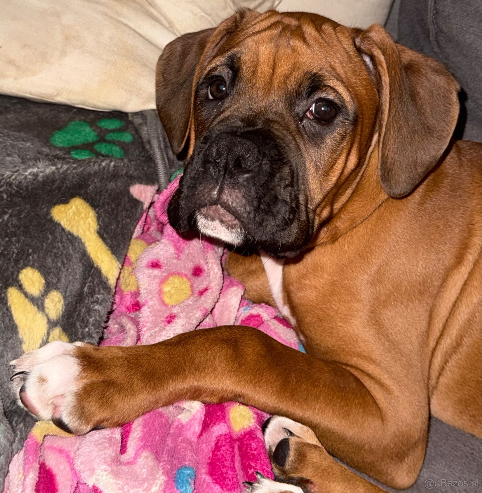 Bokser szczeniaki - 3