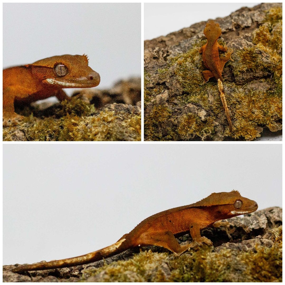 Gekony orzęsione (ciliatus) + akcesoria GeckoSVK - 3