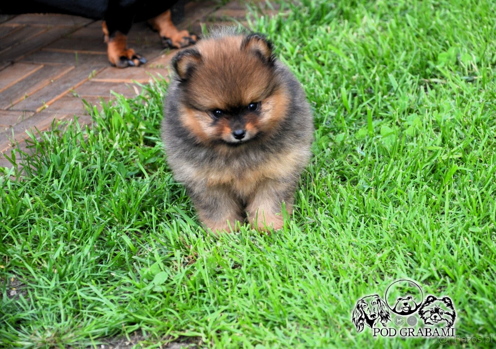 Cudowna suczka ZkwP/FCI – Szpic Miniaturowy Pomeranian - 3