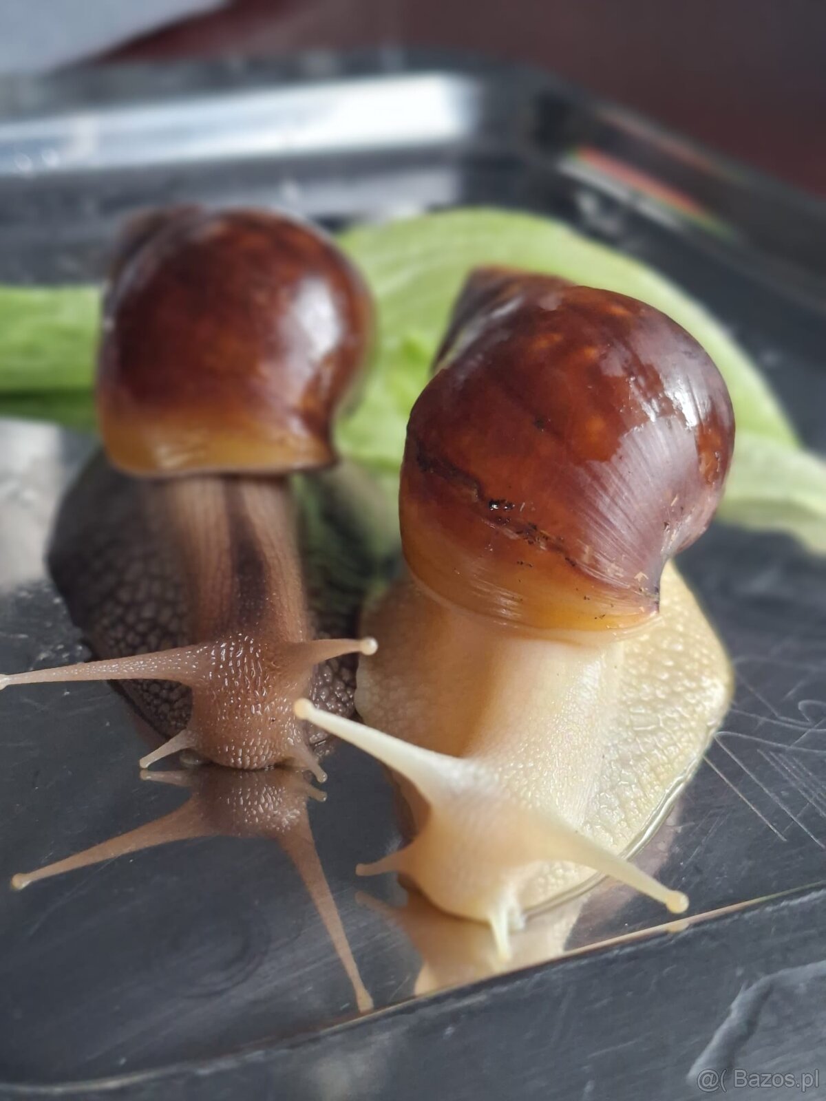 Sprzedam Ślimaki afrykańskie Lissachatina (Achatina)fulicia - 3