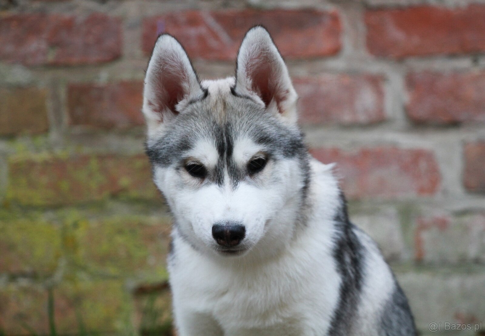Siberian Husky ZKwP - 3