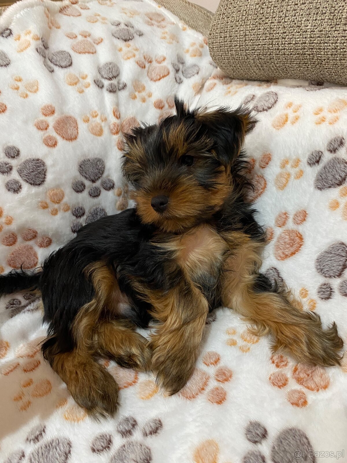 Yorkshire Terrier - 3