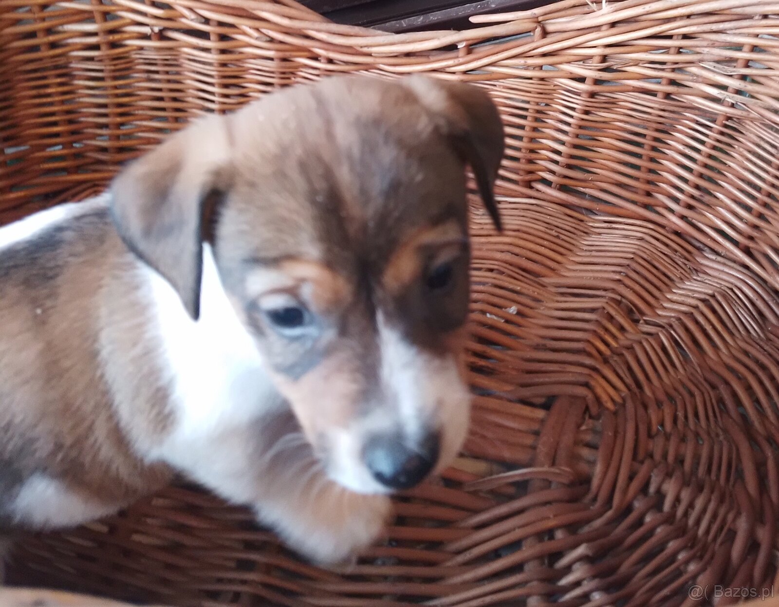 Sprzedam Jack russell terrier - 3