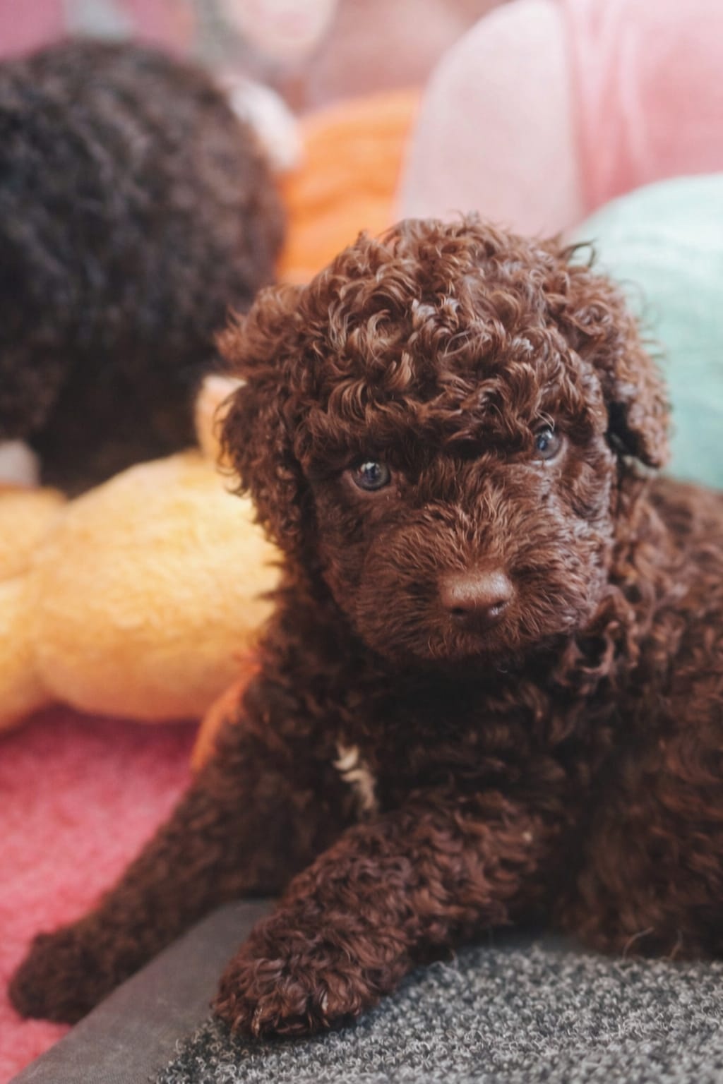 (Spanish Water Dog) Hiszpański pies dowodny szczeniaki - 3