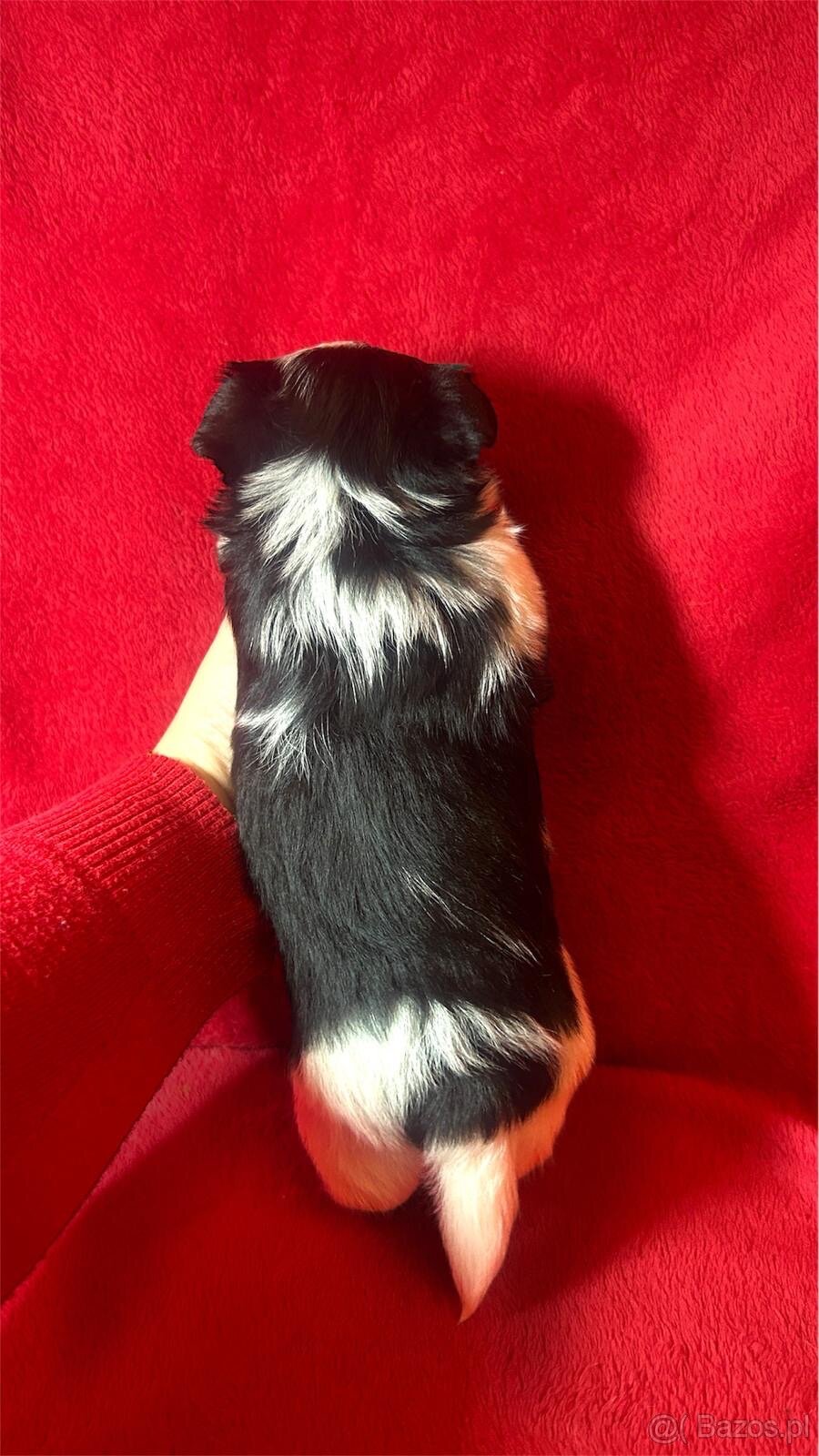 Biewer Yorkshire Terrier - 3