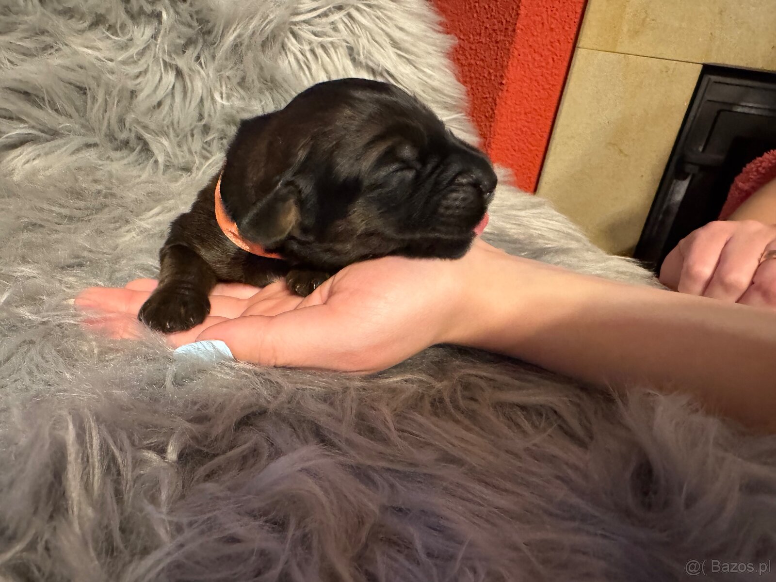 Owczarek Francuski Briard - 3