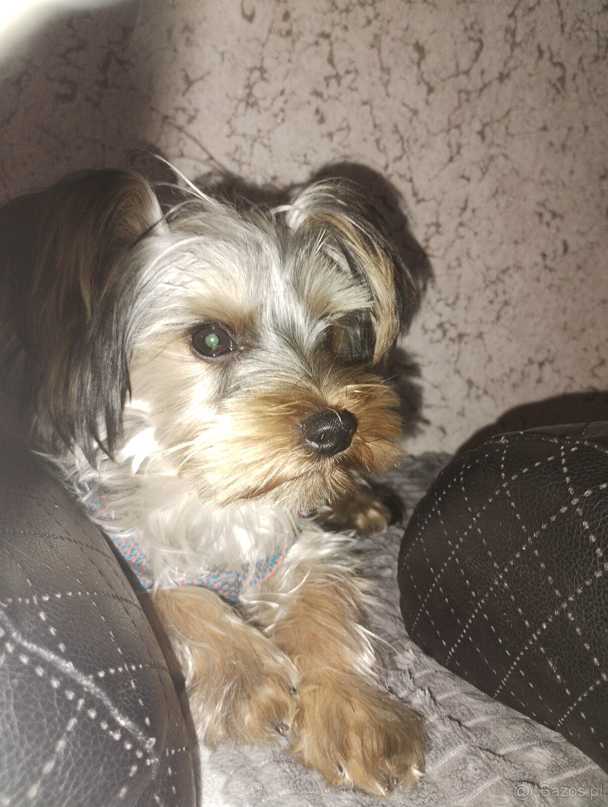 Reproduktor York miniaturka z rodowodem - 3