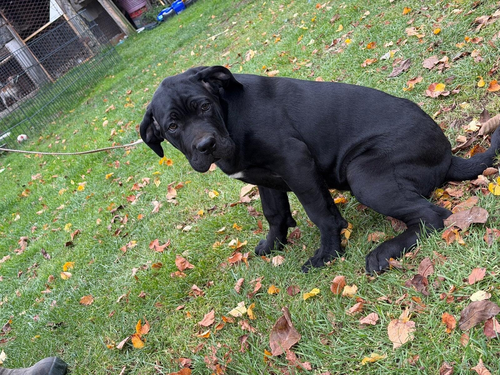 Cane corso - 3