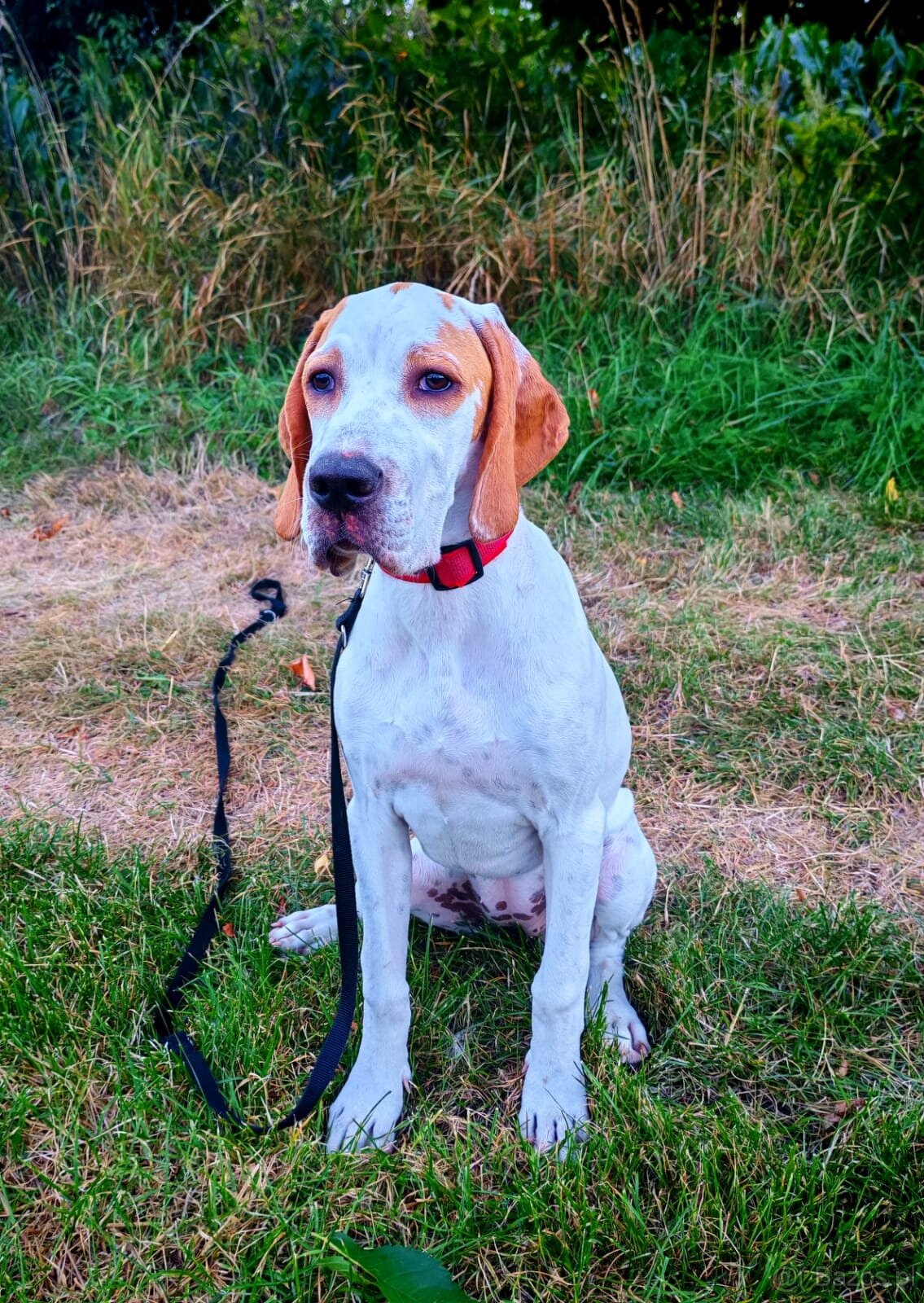 suczka rasy wyżeł angielski (english pointer) - 3