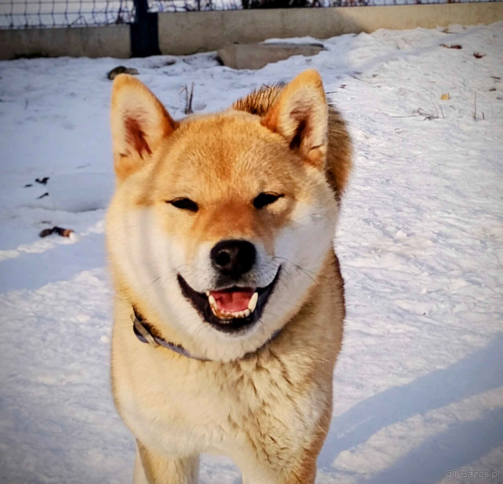 Shiba Inu, czerwony piesek - 3
