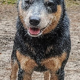 Australian cattel dog - 3