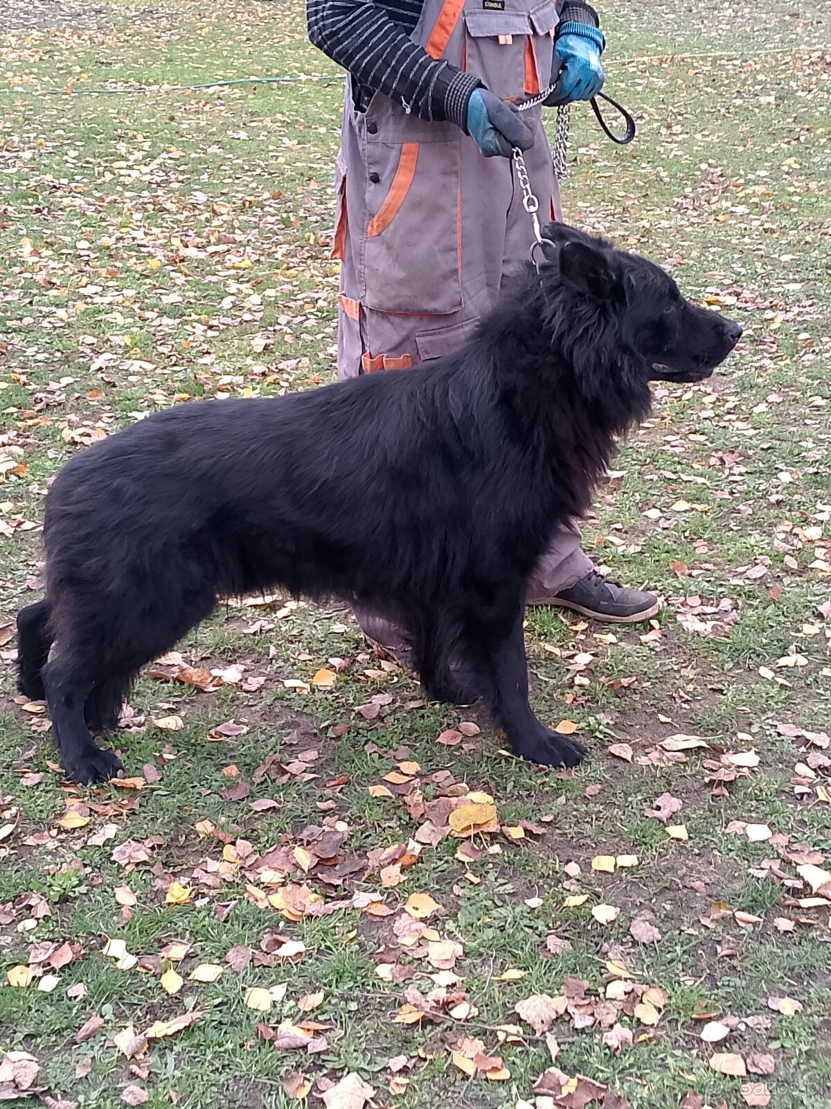 Owczarek niemiecki długowłosy - 3